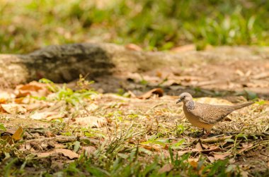 Spilopelia chinensis tigrina görüldü. Ho Chi Minh Şehri. Vietnam.