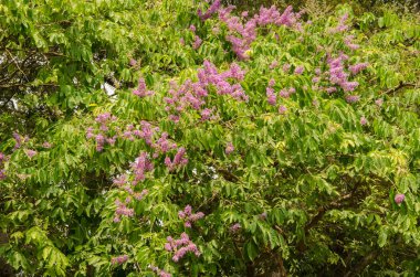 Myrtle Lagerstroemia Sp 'yi kazıyın. Çiçek açmış. Ho Chi Minh Şehri. Vietnam.