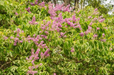 Myrtle Lagerstroemia Sp 'yi kazıyın. Çiçek açmış. Ho Chi Minh Şehri. Vietnam.