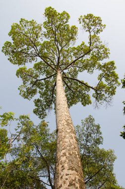 Reçine ağacı dipterokarpus alatus. Ho Chi Minh Şehri. Vietnam.