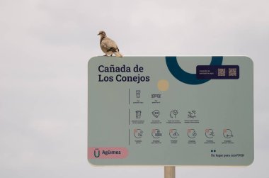 Yakalı güvercin Streptopelia bir bilgi işareti üzerinde. Arinaga. Aguimes. Büyük Kanarya. Kanarya Adaları. İspanya.