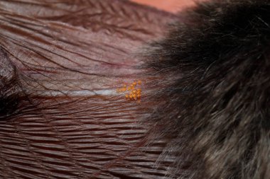 Uzun kulaklı yarasa Plecotus teneriffae 'nin kanadının altındaki Neotrombicula autumnalis' i hasat edin. Garafia. La Palma. Kanarya Adaları. İspanya.