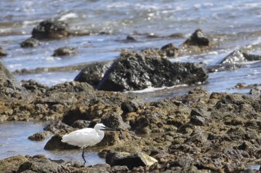 Küçük balıkçıl Egretta Garzetta. Arinaga. Aguimes. Büyük Kanarya. Kanarya Adaları. İspanya.