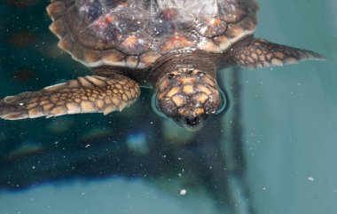 Yavru deniz kaplumbağası Caretta Caretta. Hem de kontrollü şartlarda. Okyanus bilimi. Sanat ve Bilim Şehri 'nde. Valencia. İspanya.