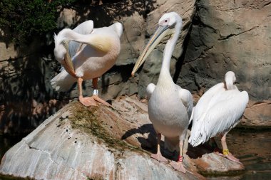 Büyük beyaz pelikanlar Pelecanus onocrotalus. Kontrollü koşullarda. Okyanus bilimi. Sanat ve Bilim Şehri 'nde. Valencia. İspanya.