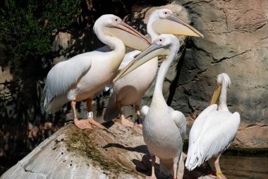 Büyük beyaz pelikanlar Pelecanus onocrotalus. Kontrollü koşullarda. Okyanus bilimi. Sanat ve Bilim Şehri 'nde. Valencia. İspanya.