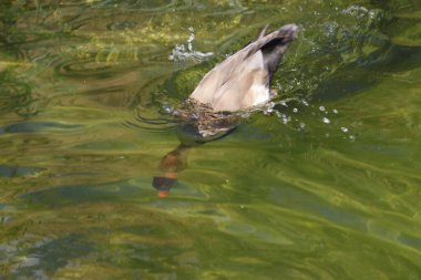 Erkek kırmızı ibikli pochard Netta rufina yiyecek aramak için dalıyor. Kontrollü koşullarda. Okyanus bilimi. Valencia. İspanya.