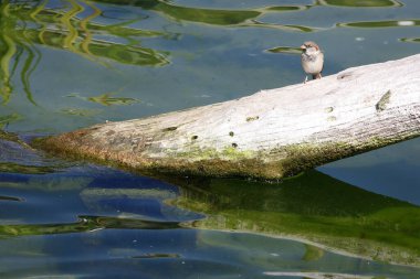 Erkek ev serçesi Passer domesticus domesticus. Okyanus bilimi. Sanat ve Bilim Şehri 'nde. Valencia. İspanya.