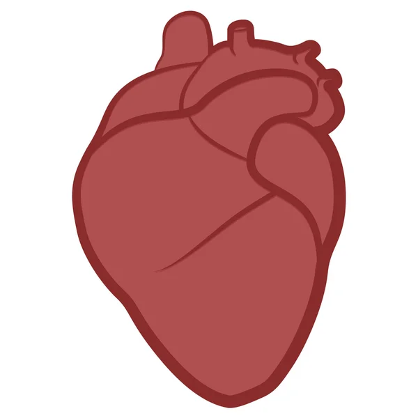 Cuore anatomico — Vettoriale Stock