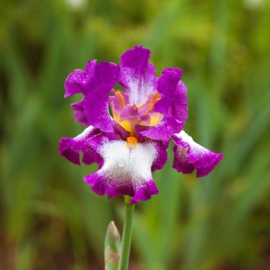 sabah çiçek Iris park