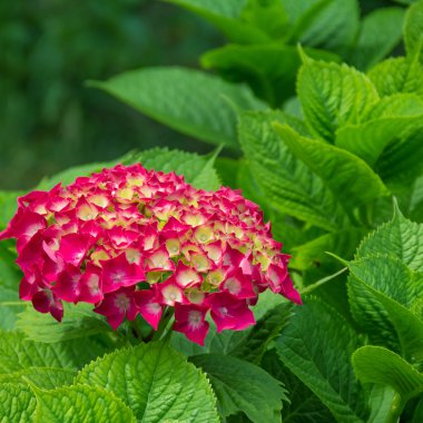 pembe ortanca çiçek 