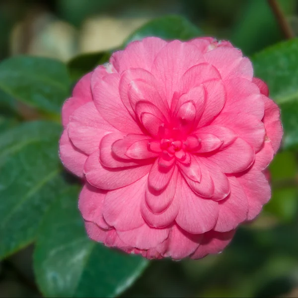 Pink blooming azalea bush — Stock Photo, Image