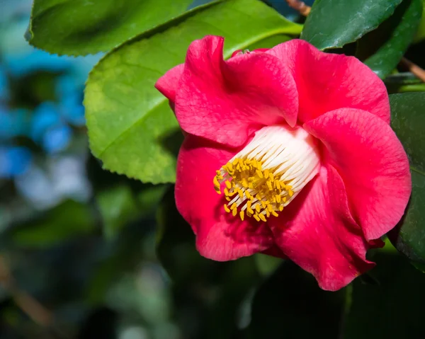 Červeně kvetoucí azalka bush — Stock fotografie