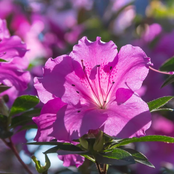 Roze bloeien azalea bush — Stockfoto