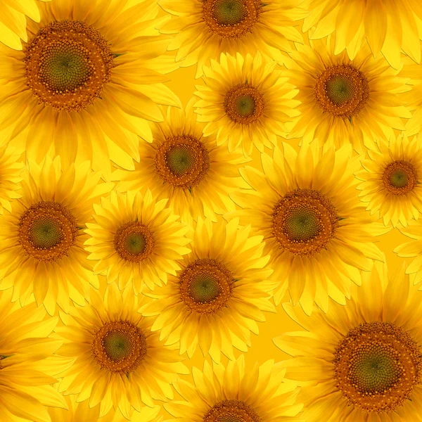 Bezešvé vzor květ slunečnice — Stock fotografie