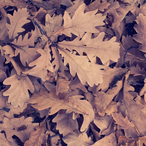 Осіннє листя дуба сухе — стокове фото