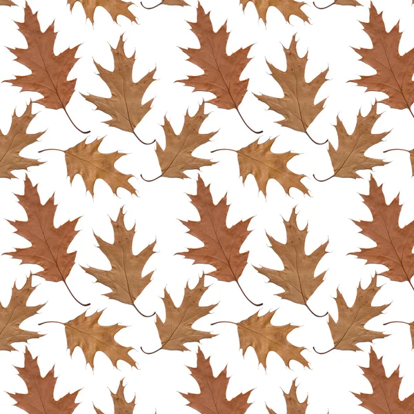 Pattern old dry yellow autumn aquifolium oak leaves — Stock Photo, Image