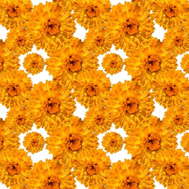  desen calendula marigolds çiçek açmış