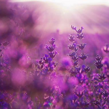 alan lavanta çiçekleri