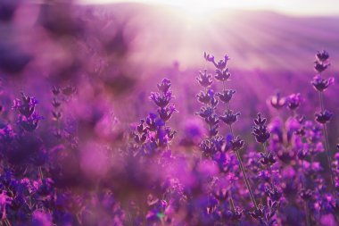 bulanık yaz arka plan lavanta çiçek