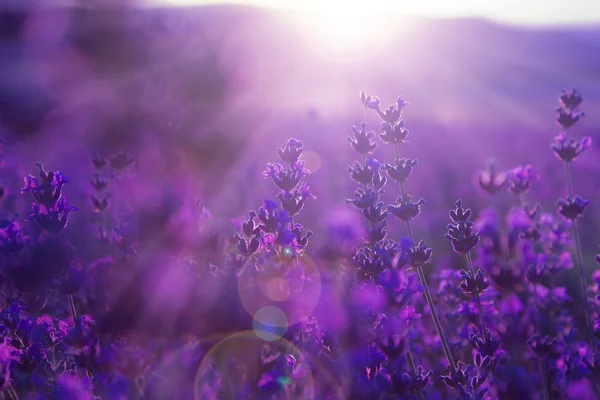 Полевые цветы лаванды — стоковое фото