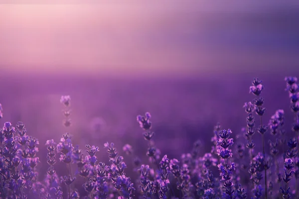 Verschwommener Sommerhintergrund aus wildem Gras und Lavendelblüten — Stockfoto