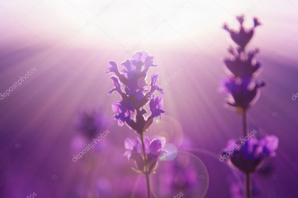 Blurred summer background of wild field lavender