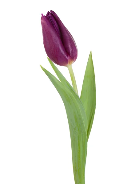 Purpurfiolett tulipanblomst – stockfoto