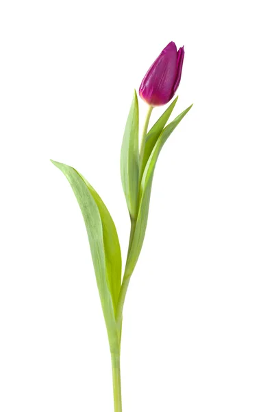 Tulip flower full-length — Stock Photo, Image