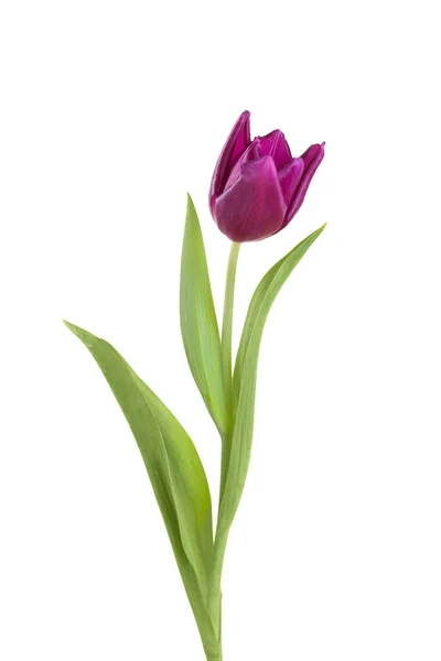 Tulip flower  on a stem with leaves — Stock Photo, Image