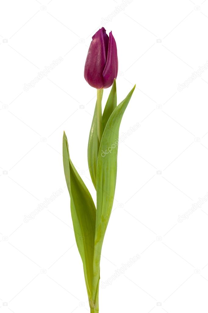 tulip flower burgundy 