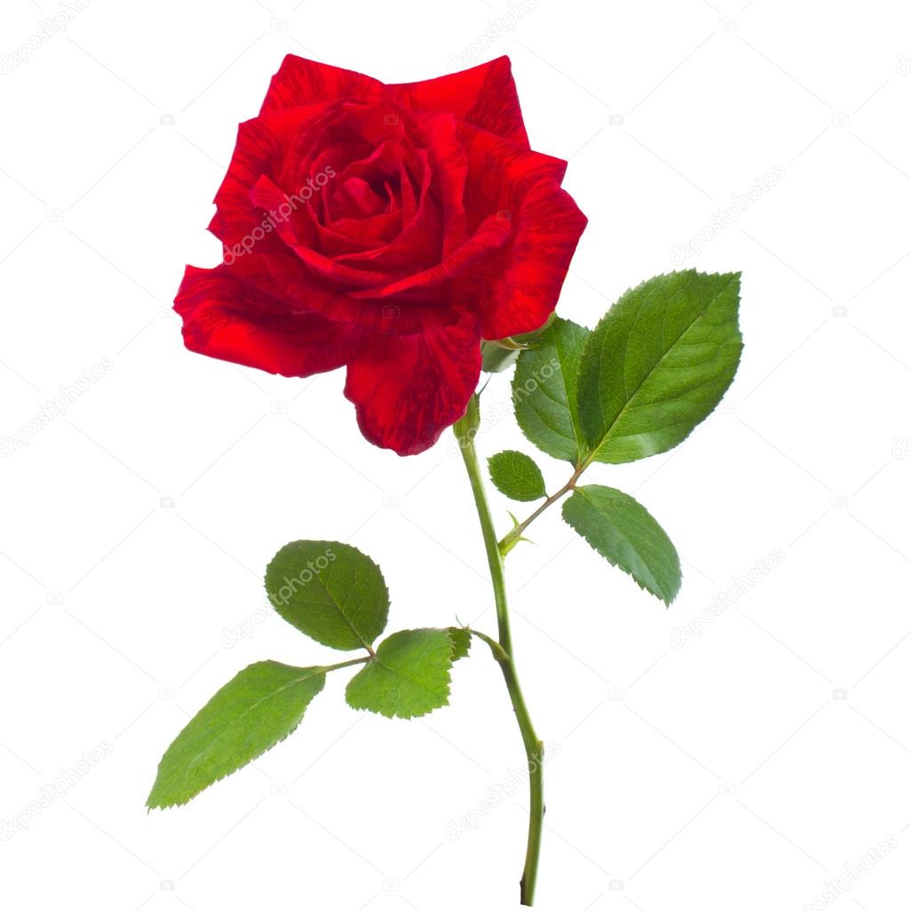  beautiful red rose