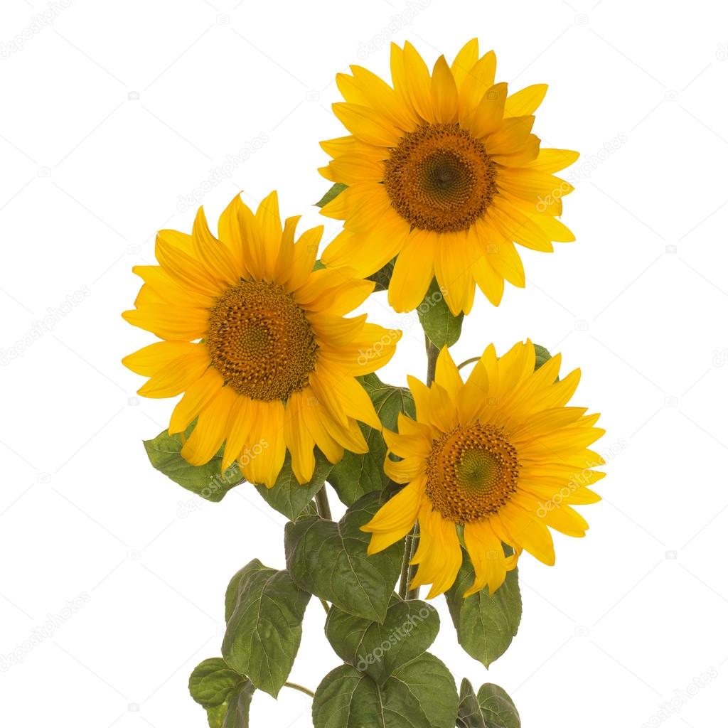 three flowers sunflower full length  on stem with leaves isolate