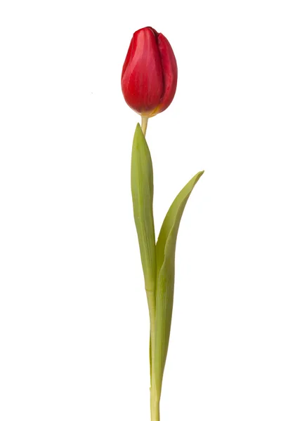 Tulipán květ na stonku — Stock fotografie