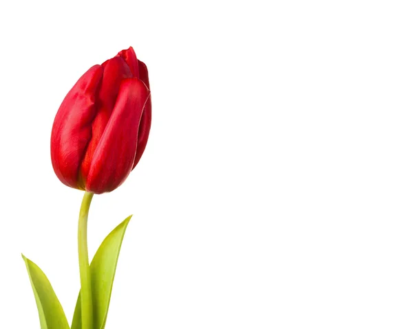 Fleur de tulipe gros plan — Photo