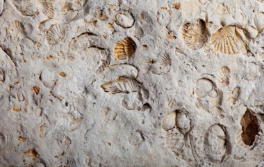 coquina arka plan eski fosil