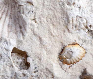 Coquina background old fossil wall