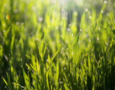 green grass  morning 