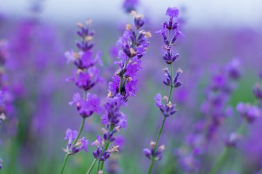 alan lavanta çiçekleri 