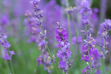 alan lavanta çiçekleri