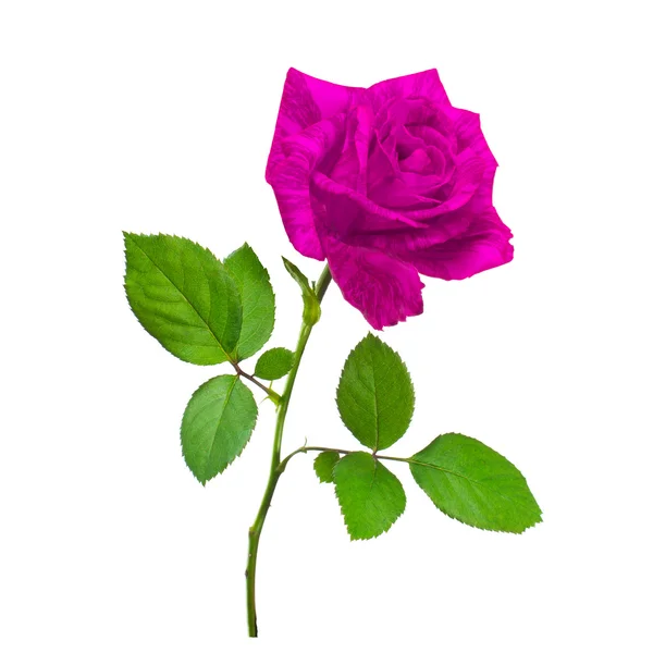 Schöne rosa Rose — Stockfoto