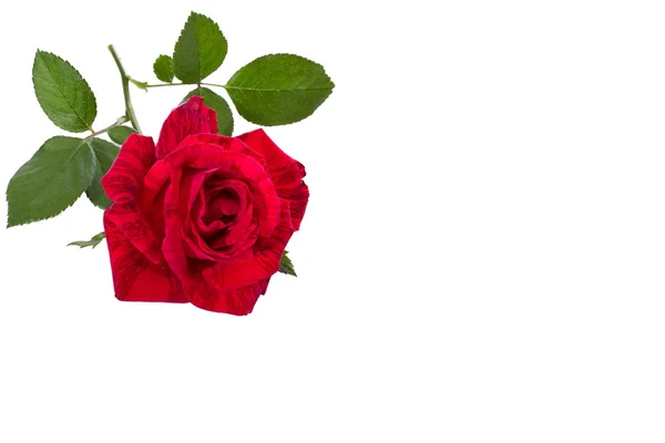 Red rose on a stem — Stock Photo, Image