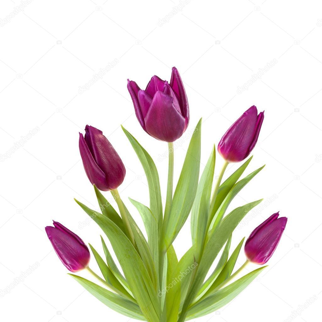  five violet tulips purple