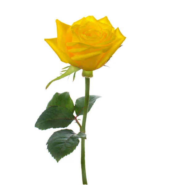 Einzelne schöne gelbe Rose — Stockfoto