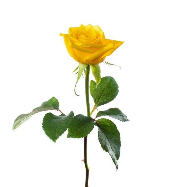 单美丽黄玫瑰 — 图库照片