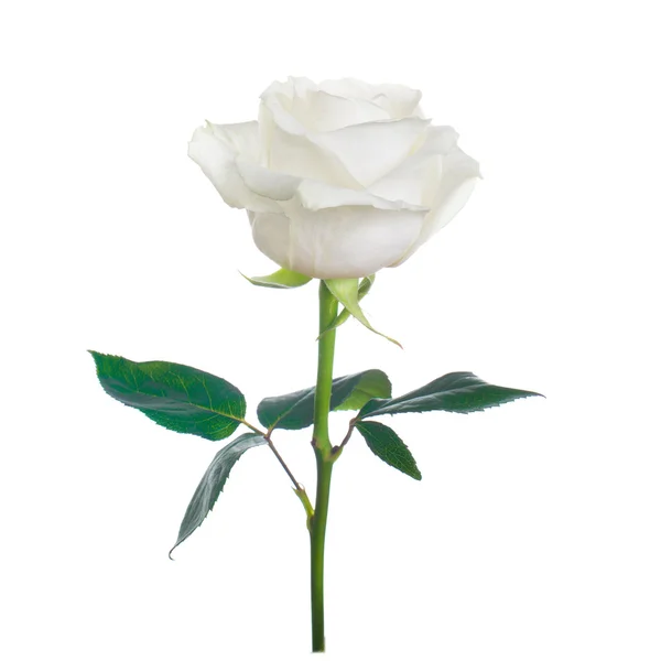 Einzelne weiße Rose — Stockfoto