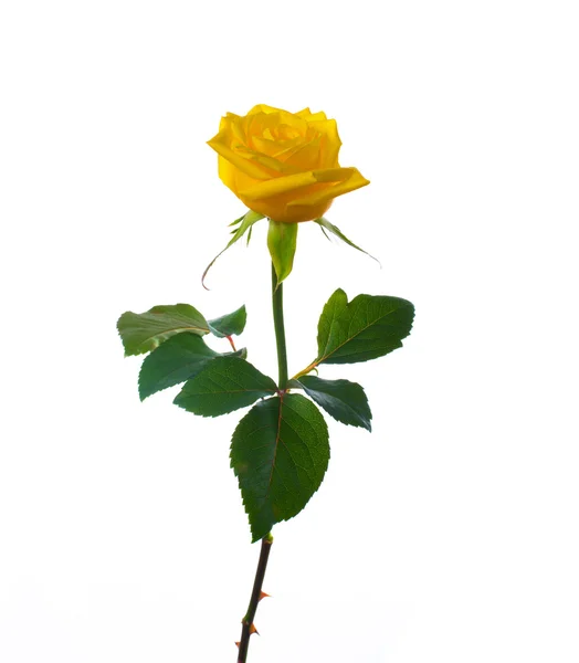 Одиночна красива жовта троянда — стокове фото