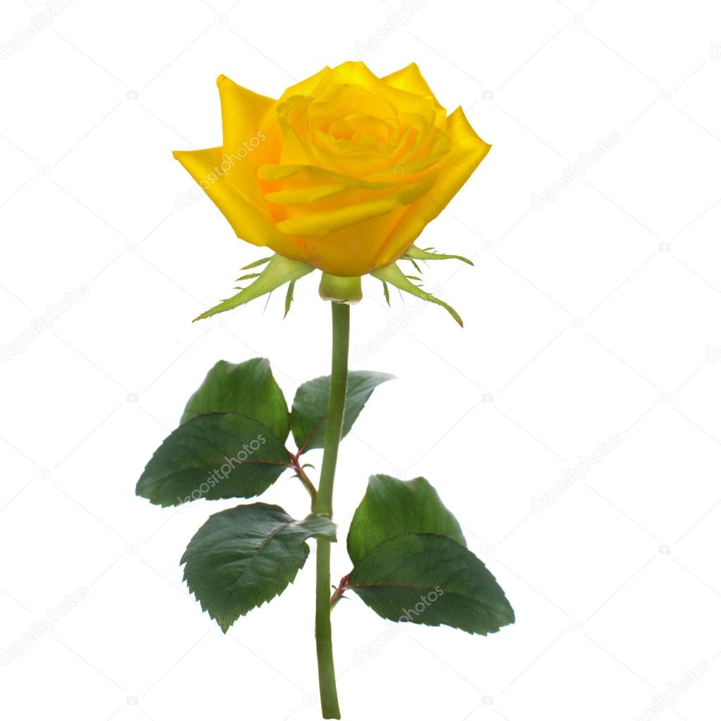 single beautiful  yellow rose