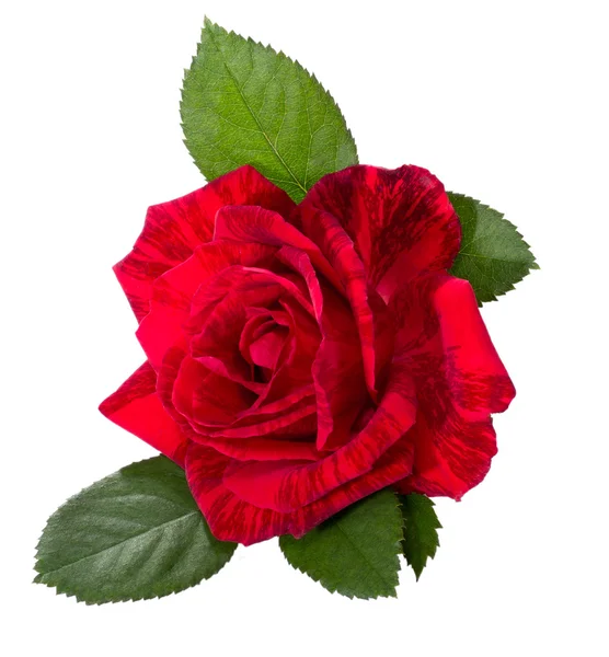 Hermosa rosa roja — Foto de Stock