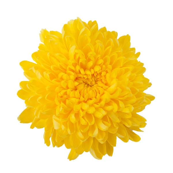 Flower yellow chrysanthemum — Stock Photo, Image